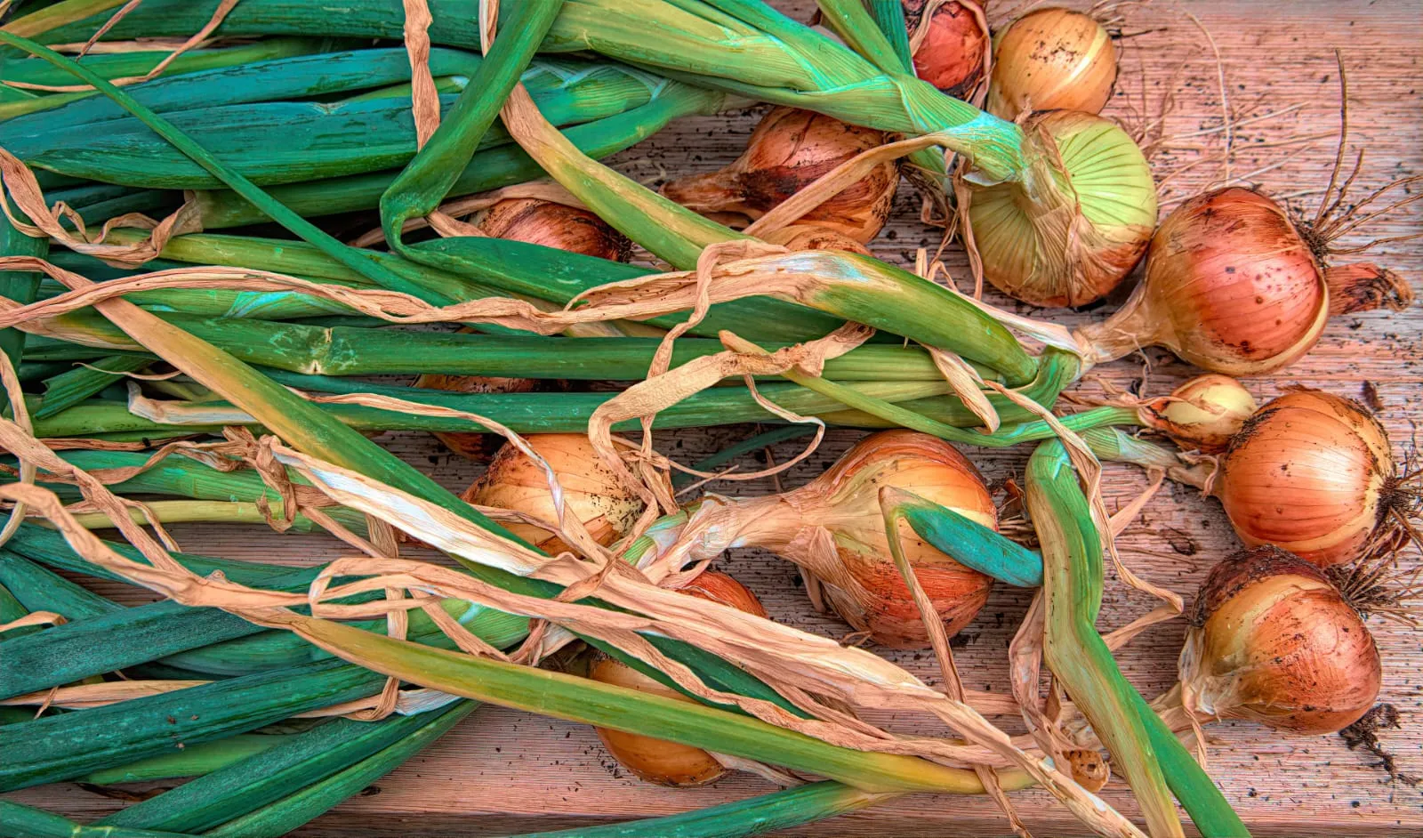 Cebollas recién cosechadas con el tallo aún verde