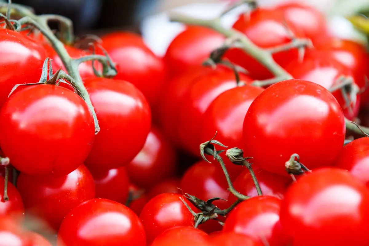 Tomates maduros en volumen